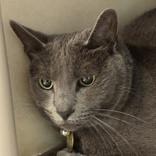 Enlarge Cinder Pelt, a ADOPTABLE mixed breed in Lansing, MI image 2/2