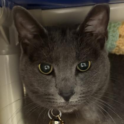 Cinder Pelt, ADOPTABLE, Adult Female Domestic Short Hair.