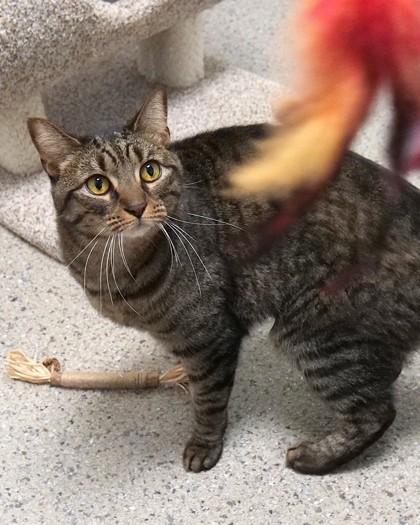 Enlarge Rosie, a Adoptable mixed breed in Fishers, IN image 1/3
