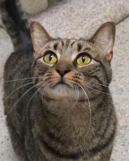 Enlarge Rosie, a Adoptable mixed breed in Fishers, IN image 2/3