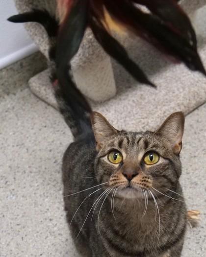Enlarge Rosie, a Adoptable mixed breed in Fishers, IN image 3/3
