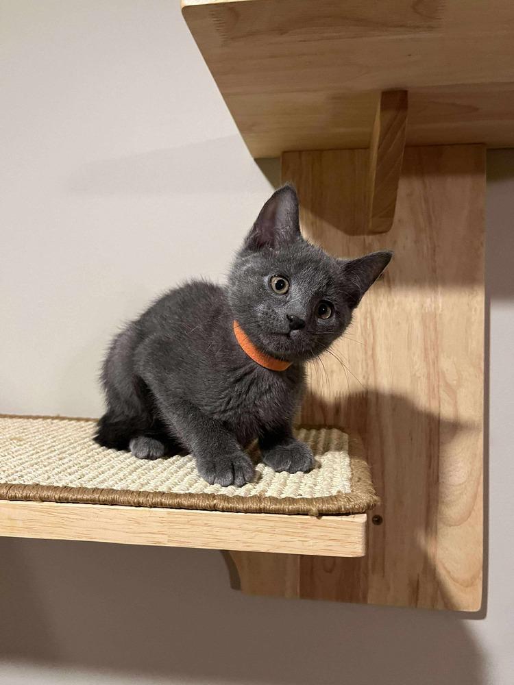 **Cat Cafe** Cashew, a Adoptable Domestic Short Hair in Topeka, KS image 1/3