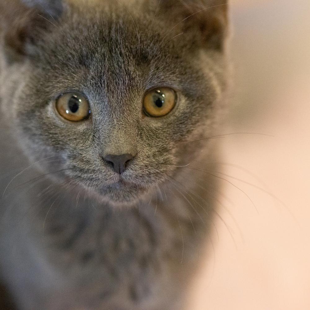 **Cat Cafe** Cashew, a Adoptable Domestic Short Hair in Topeka, KS image 2/3