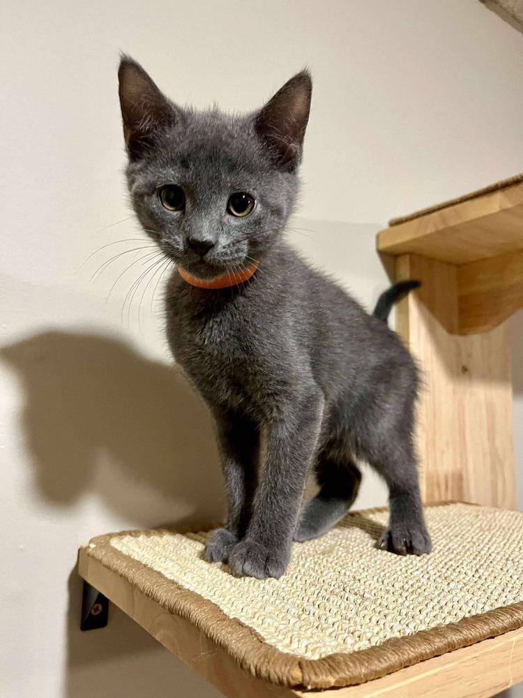 **Cat Cafe** Cashew, a Adoptable Domestic Short Hair in Topeka, KS image 3/3