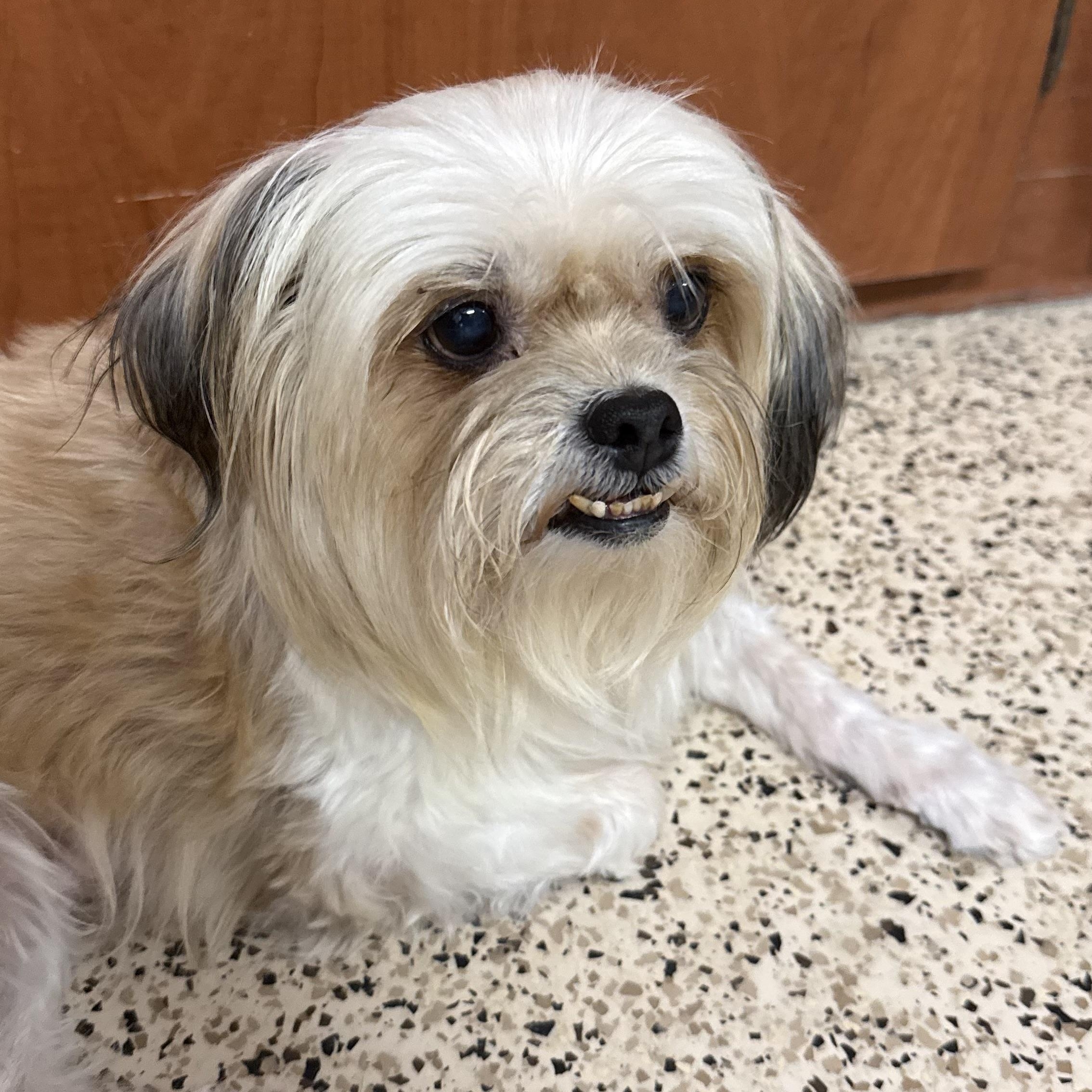 Sally, adopted, Adult Female Shih Tzu & Pekingese.