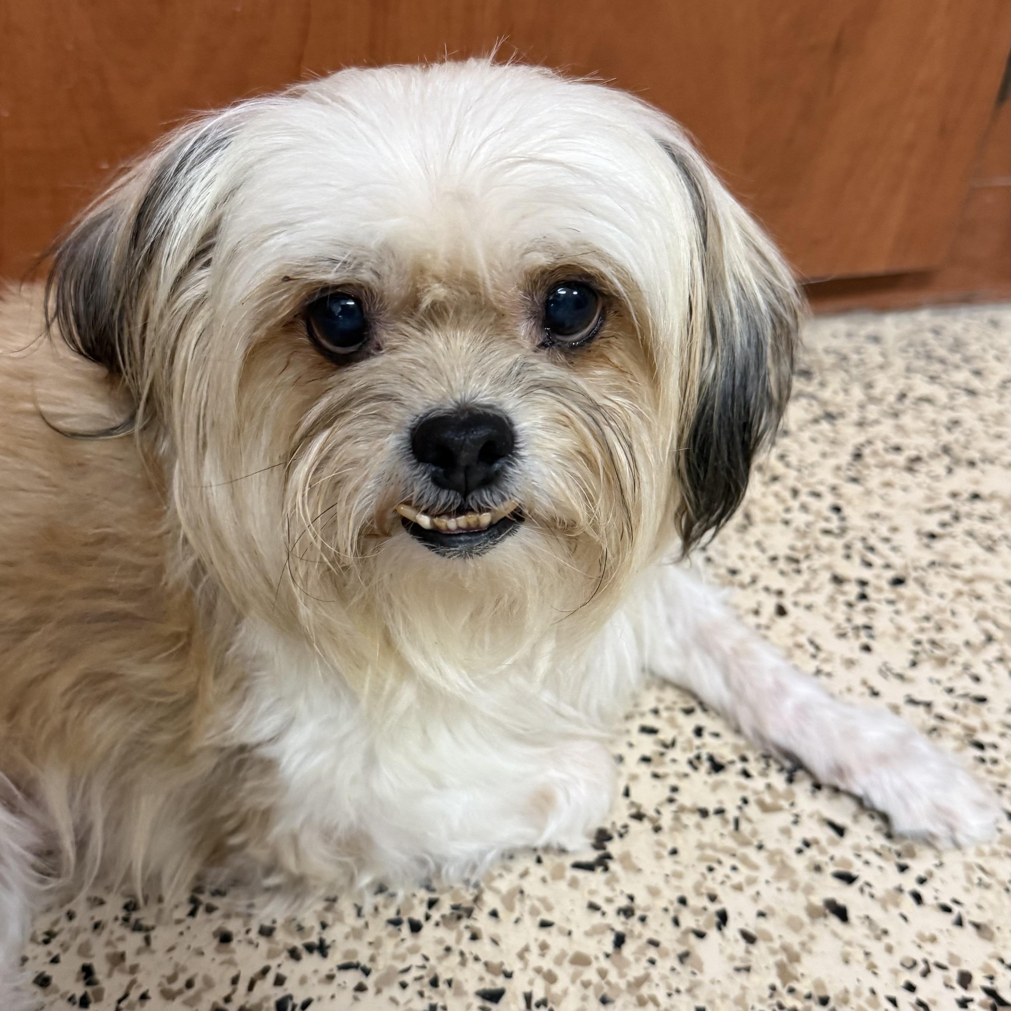 Enlarge Sally, an adopted mixed breed in Scottsdale, AZ image 2/4