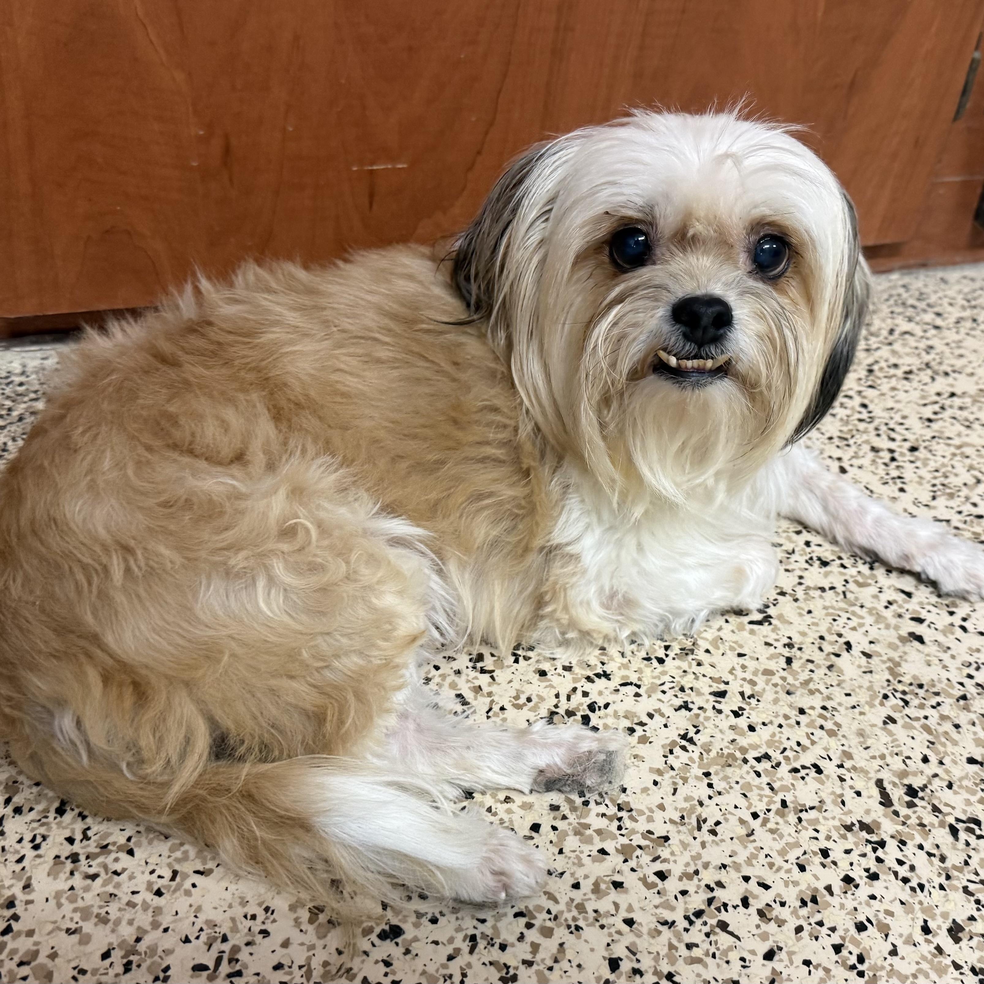 Enlarge Sally, an adopted mixed breed in Scottsdale, AZ image 3/4
