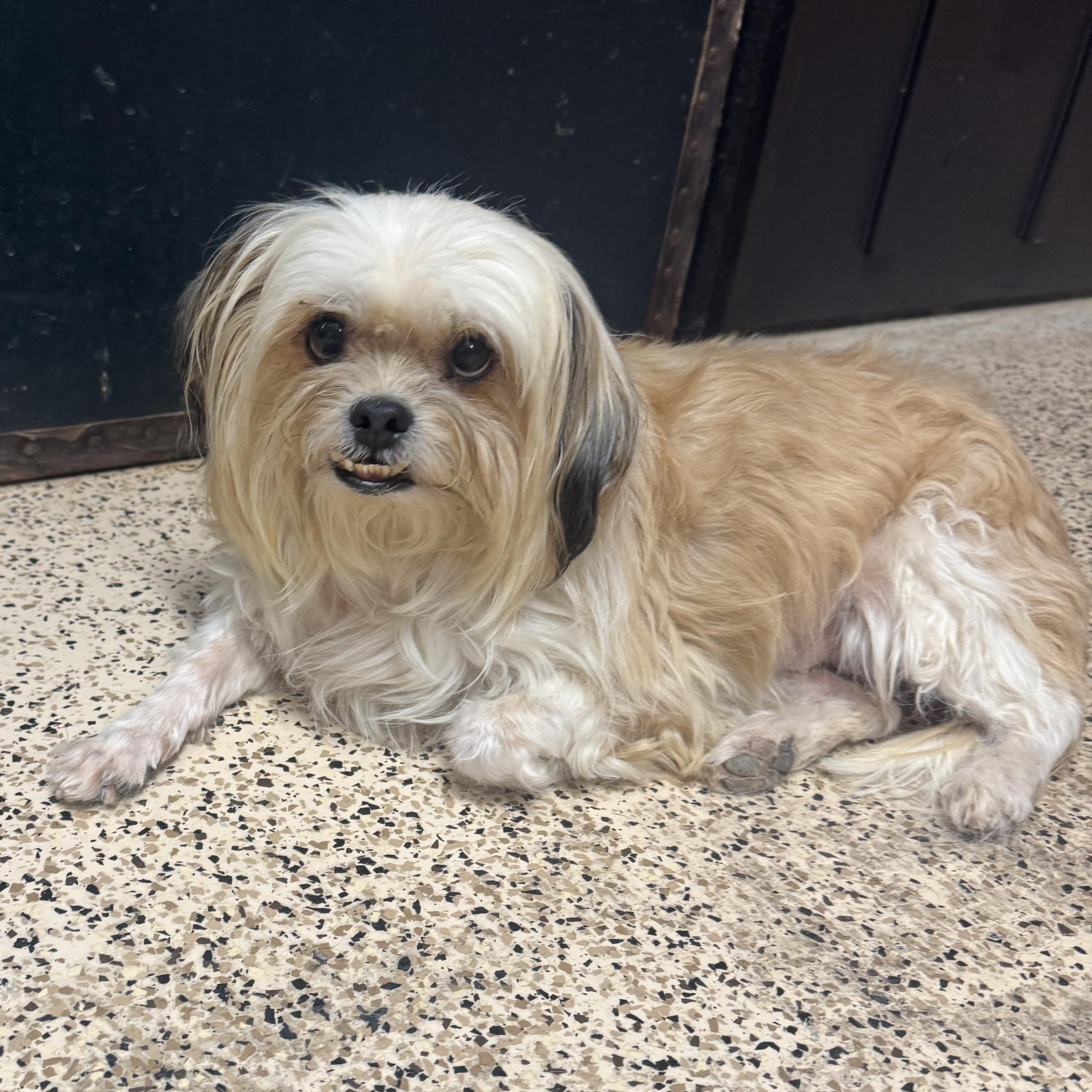 Enlarge Sally, an adopted mixed breed in Scottsdale, AZ image 4/4