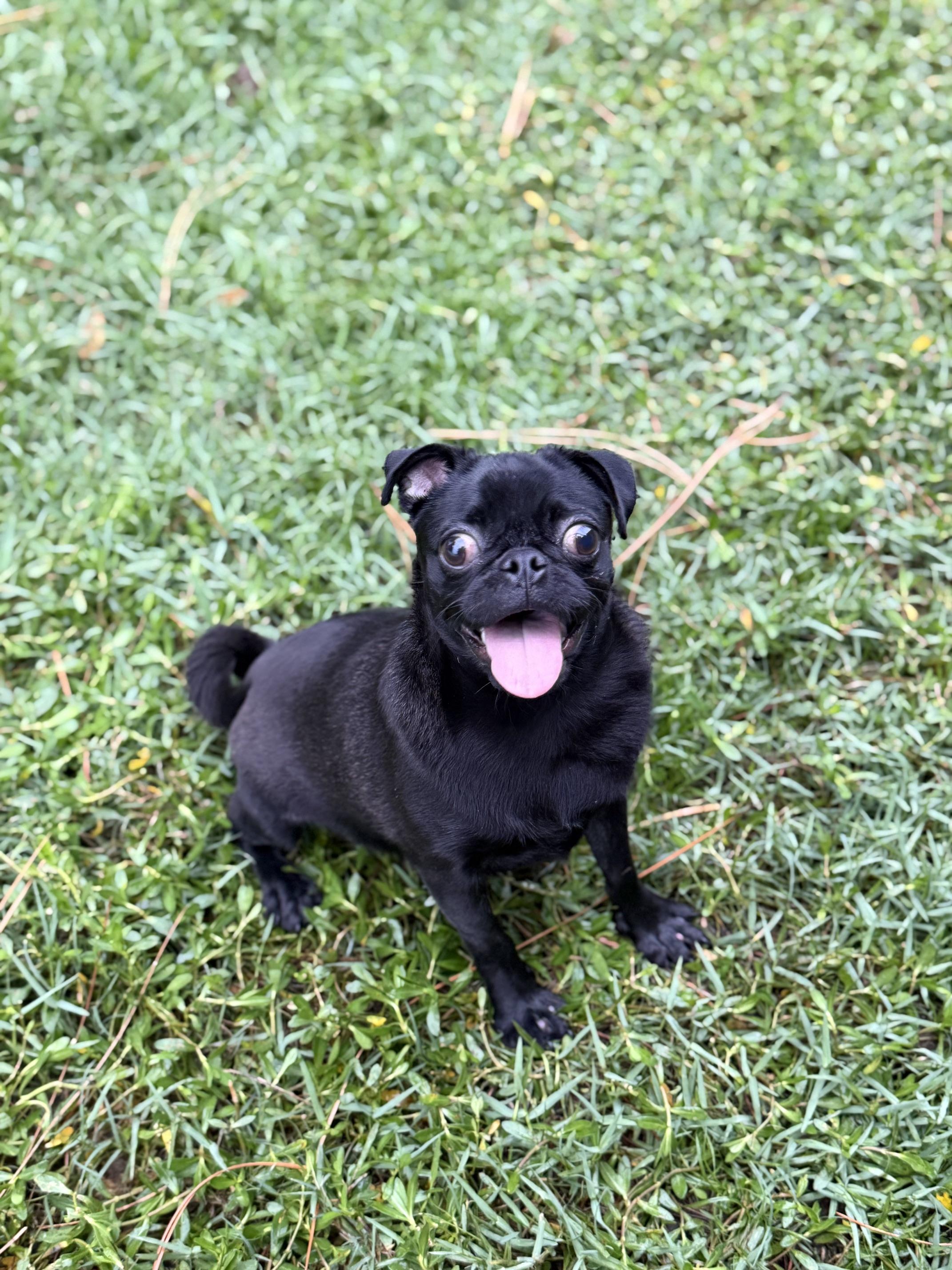 Onyx, an adoptable mixed breed in Orlando, FL image 4/5