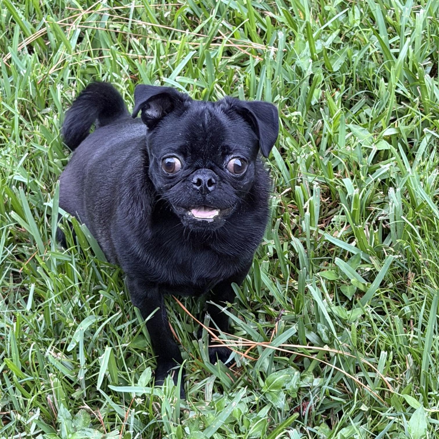 Onyx, an adoptable mixed breed in Orlando, FL image 1/5