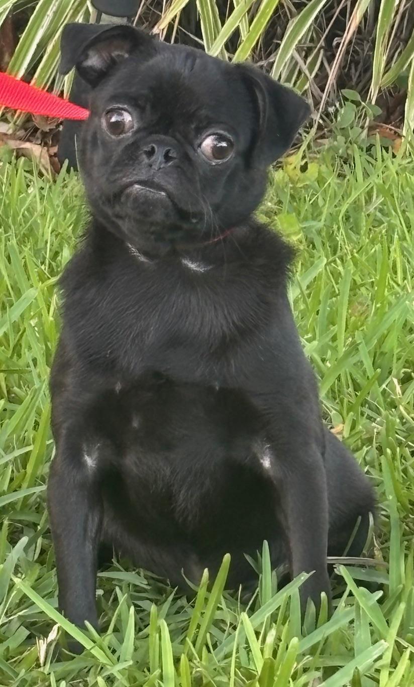 Onyx, adoptable, Young Male Pug.