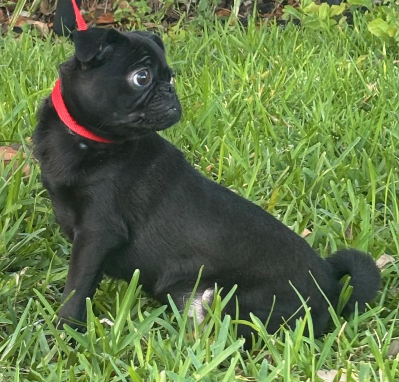 Enlarge Onyx, an adoptable mixed breed in Orlando, FL image 4/5