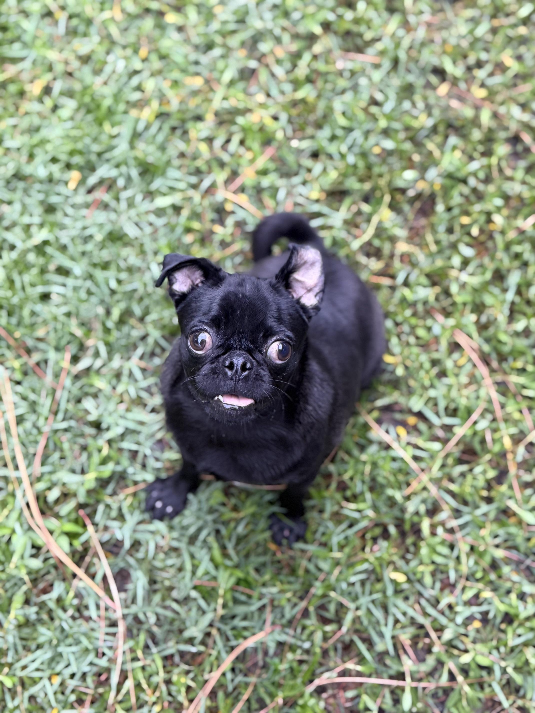Onyx, an adoptable mixed breed in Orlando, FL image 5/5