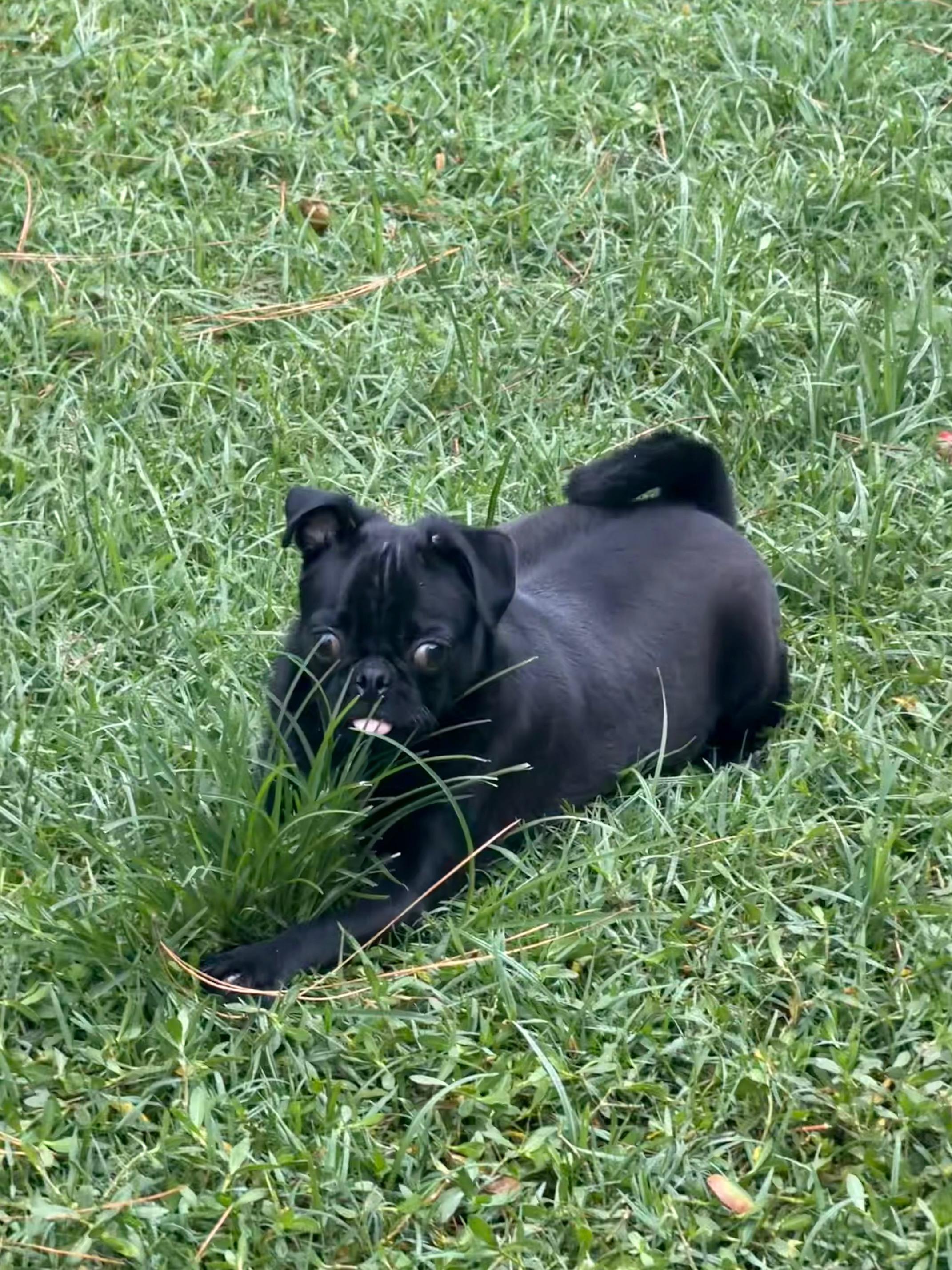 Onyx, an adoptable mixed breed in Orlando, FL image 3/5
