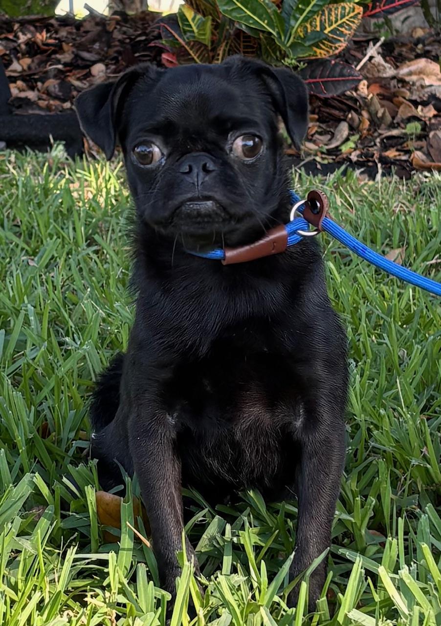 Onyx, adoptable, Young Male Pug.
