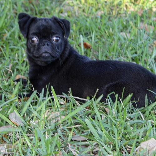 Enlarge Onyx, an adoptable mixed breed in Orlando, FL image 2/2