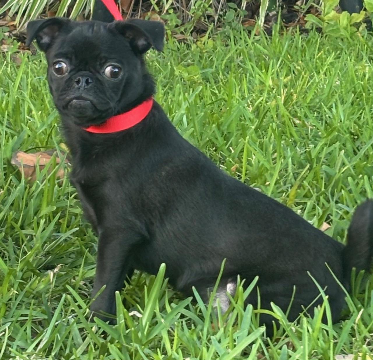 Enlarge Onyx, an adoptable mixed breed in Orlando, FL image 5/5