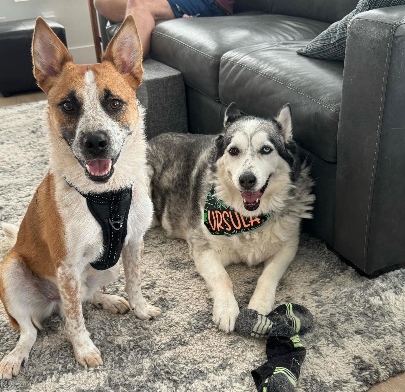 Briggs Stratton, a Adoptable Cattle Dog in Salt Lake City, UT image 1/2