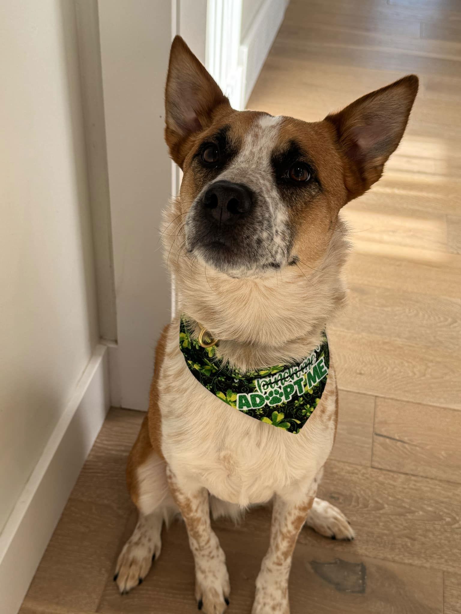 Briggs Stratton, a Adoptable Cattle Dog in Salt Lake City, UT image 2/2