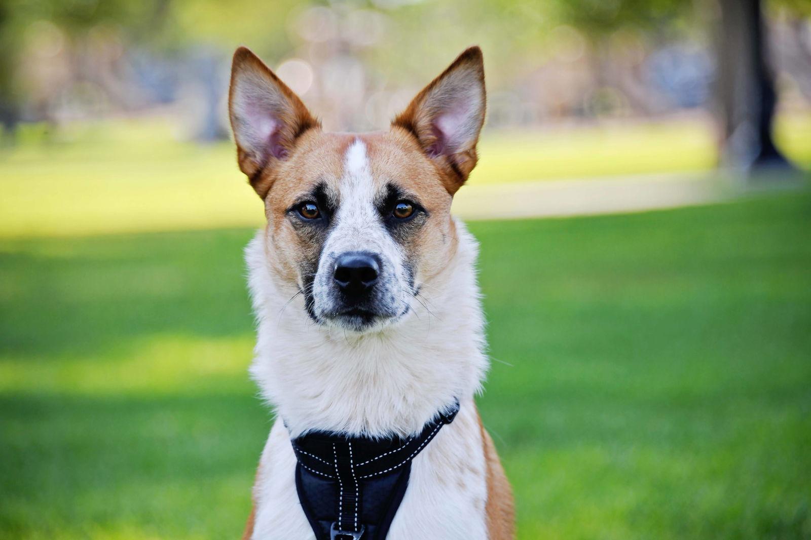 Briggs Stratton, a Adoptable Cattle Dog in Salt Lake City, UT image 1/3