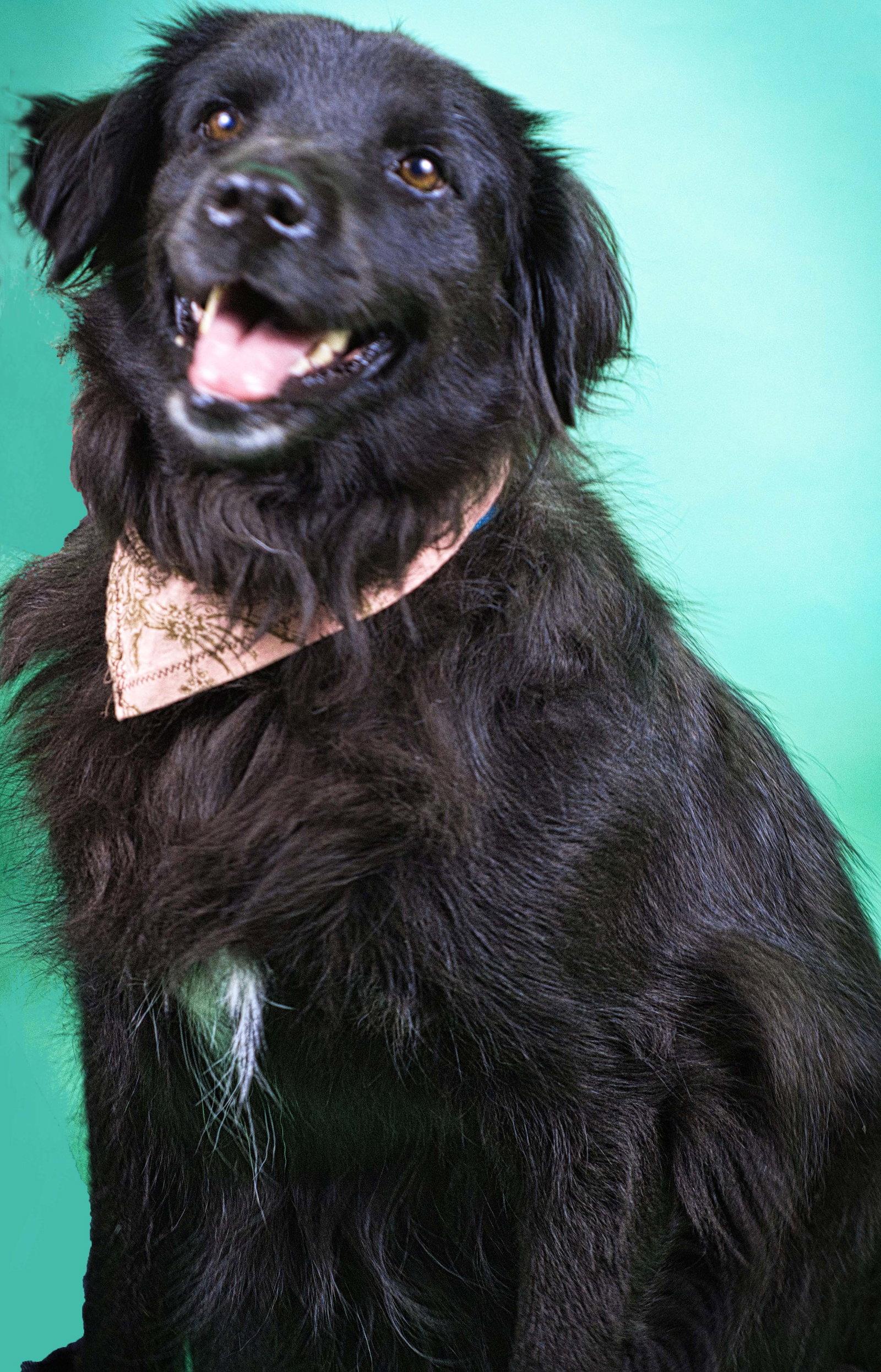 Enlarge Luna, a Adoptable mixed breed in Holly Springs, MS image 1/3