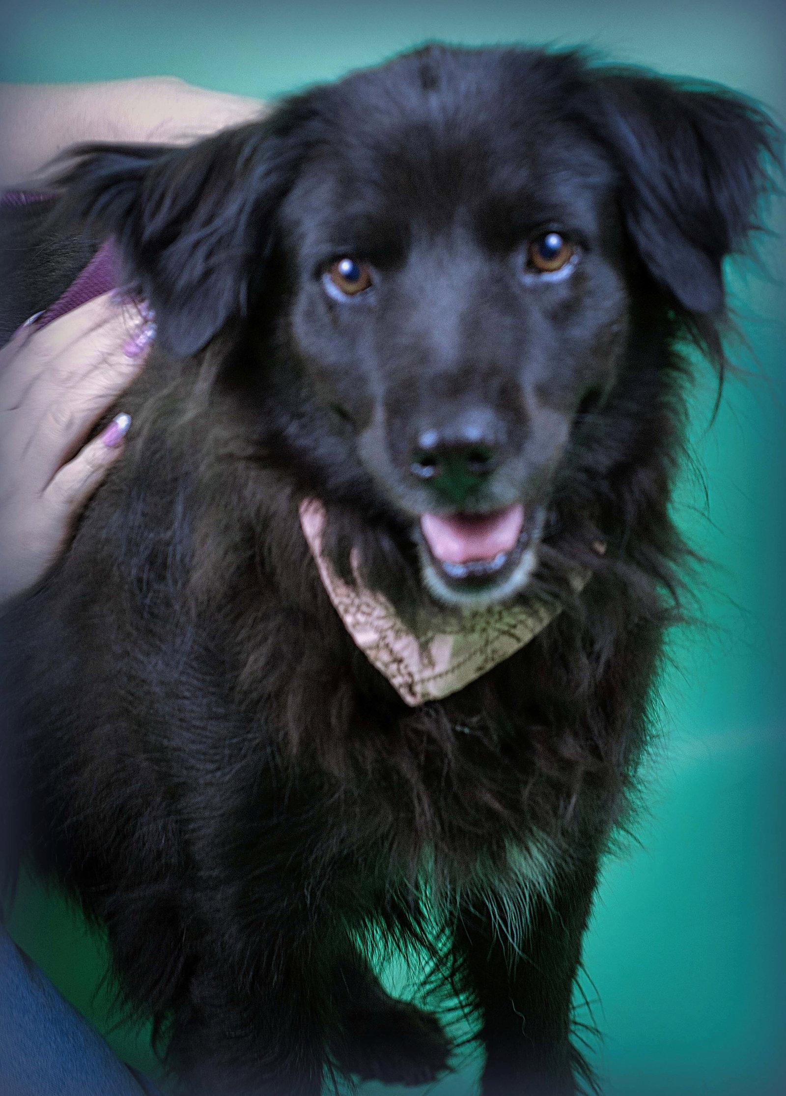 Enlarge Luna, a Adoptable mixed breed in Holly Springs, MS image 3/3