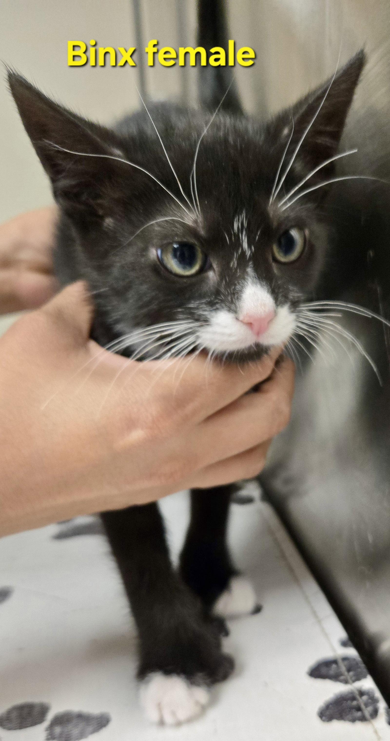 Binx, a Adopted Extra-Toes Cat / Hemingway Polydactyl in Penndel, PA image 1/3