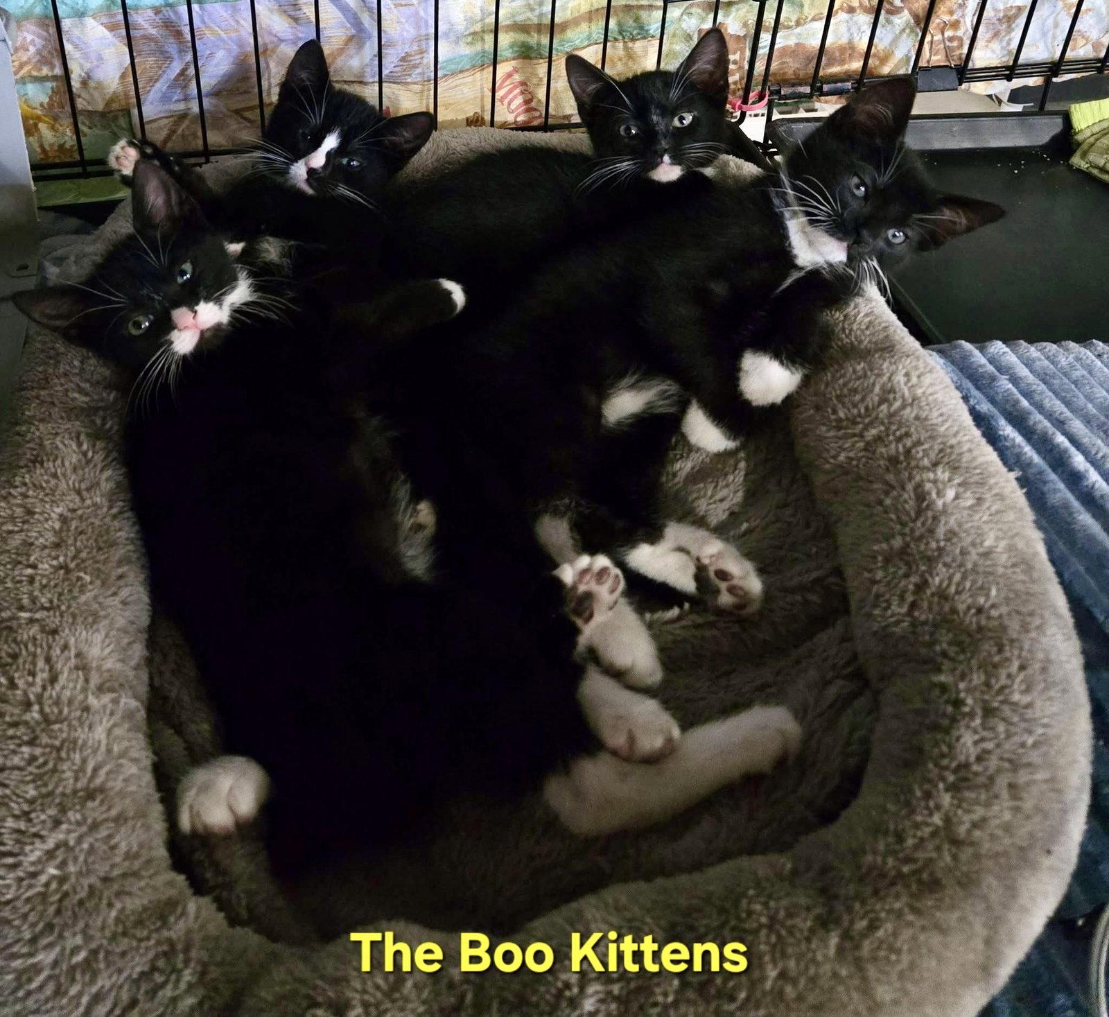 Binx, a Adopted Extra-Toes Cat / Hemingway Polydactyl in Penndel, PA image 2/3