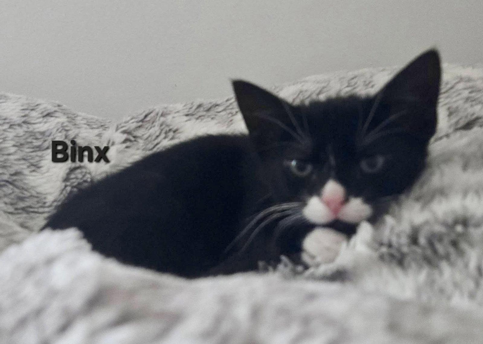 Binx, a Adopted Extra-Toes Cat / Hemingway Polydactyl in Penndel, PA image 3/3