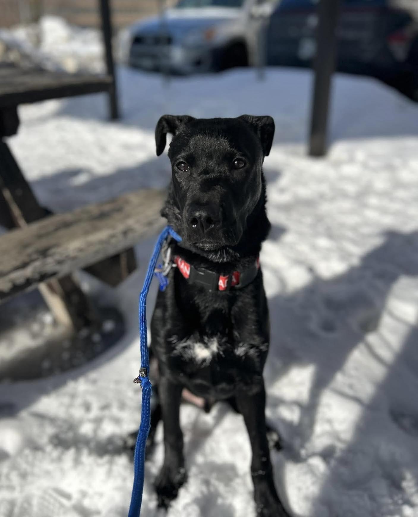 Bones 26-015, ADOPTABLE, Young Male Black Labrador Retriever.