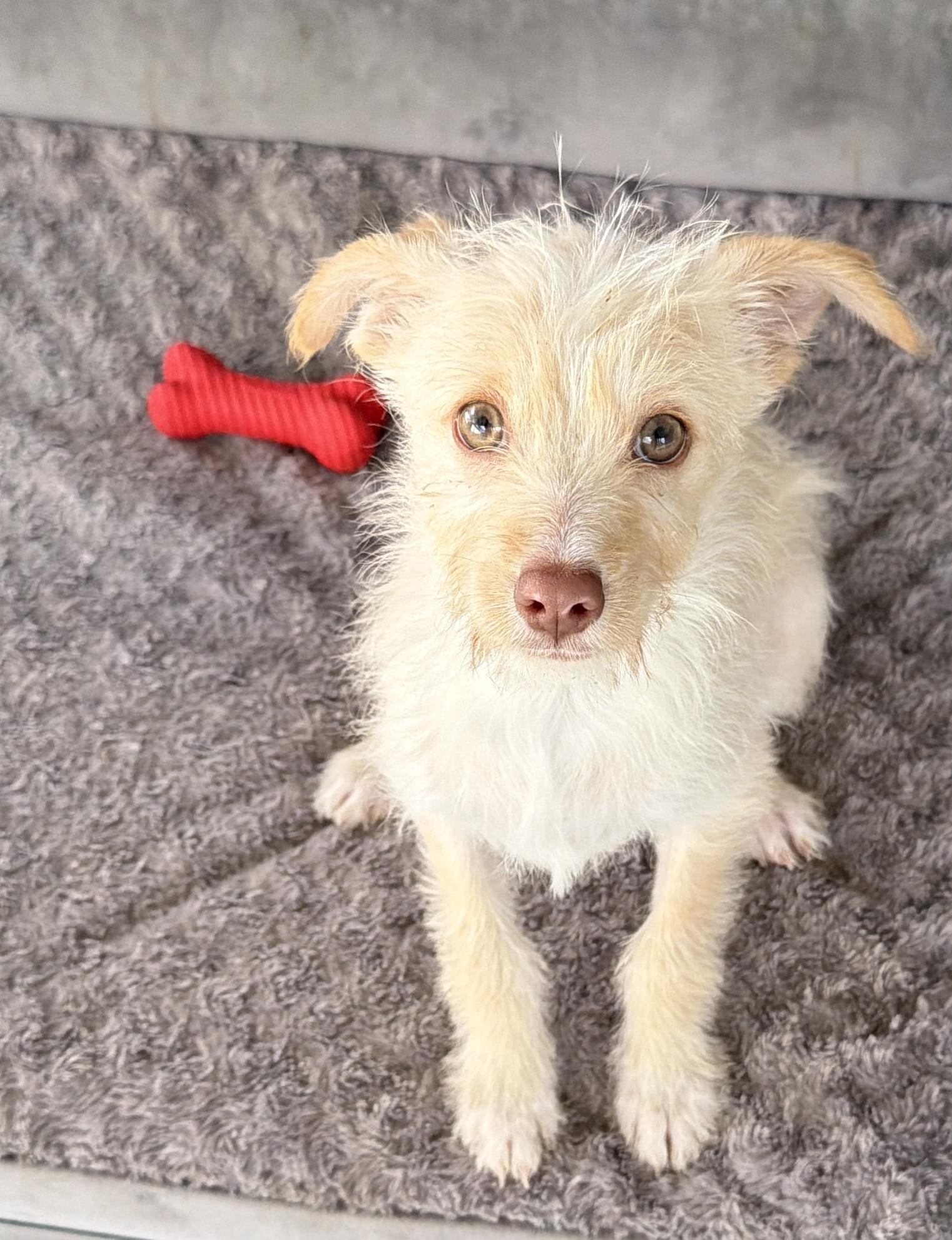 Lucy, a Adoptable mixed breed in San Diego, CA image 1/2