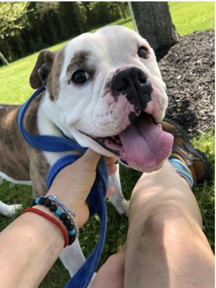 Enlarge Daisy Mae, a Adoptable English Bulldog in Landenberg, PA image 1/5