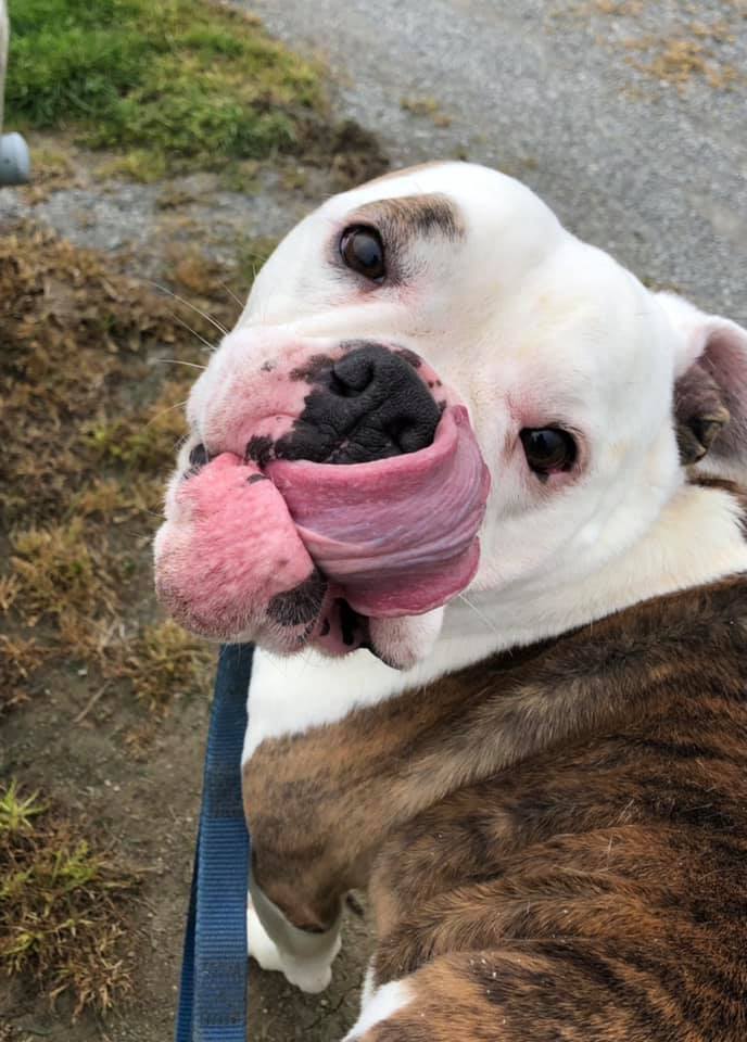 Enlarge Daisy Mae, a Adoptable English Bulldog in Landenberg, PA image 2/5