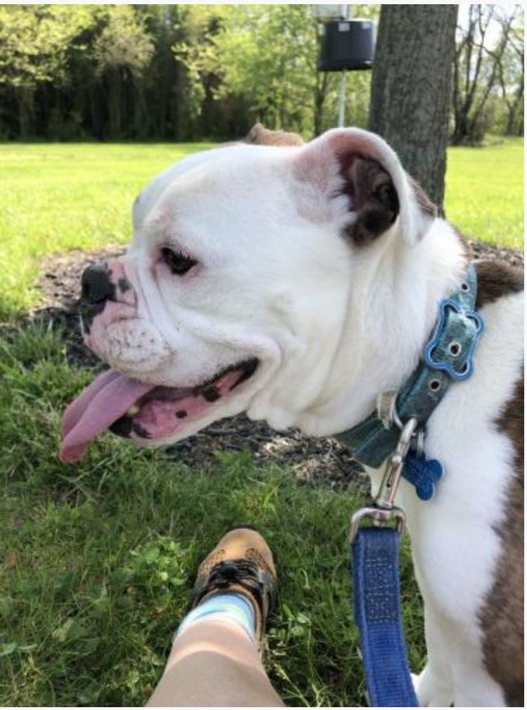 Enlarge Daisy Mae, a Adoptable English Bulldog in Landenberg, PA image 4/5