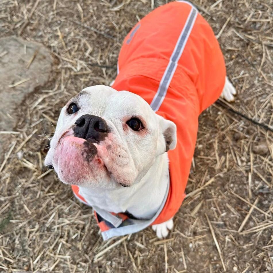 Enlarge Daisy Mae, a Adoptable English Bulldog in Landenberg, PA image 5/5