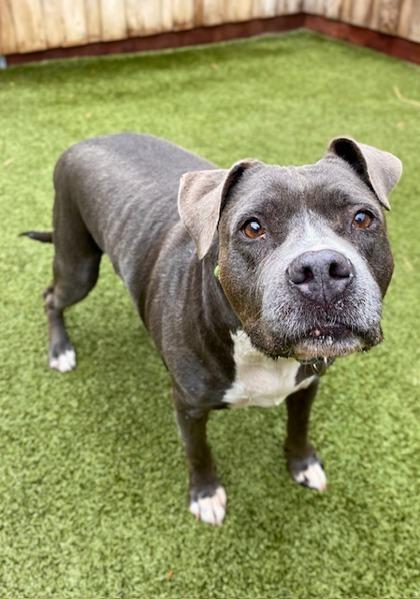 Blush, Adoptable, Senior Female Pit Bull Terrier & Mixed Breed.