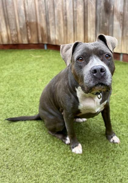 Enlarge Blush, a Adoptable mixed breed in Eugene, OR image 2/3
