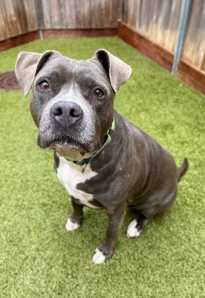 Enlarge Blush, a Adoptable mixed breed in Eugene, OR image 3/3