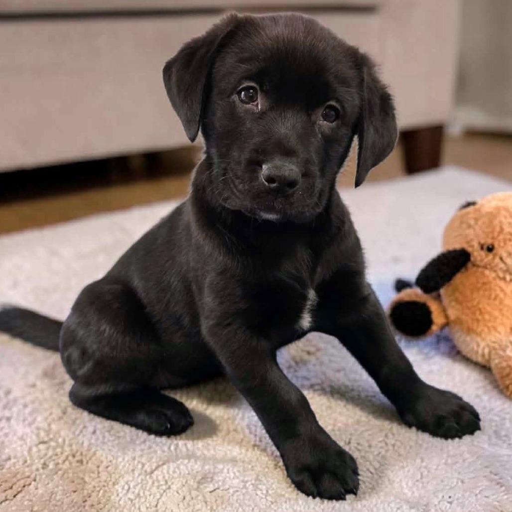 Blossom, Adoptable, Puppy Female Mixed Breed.