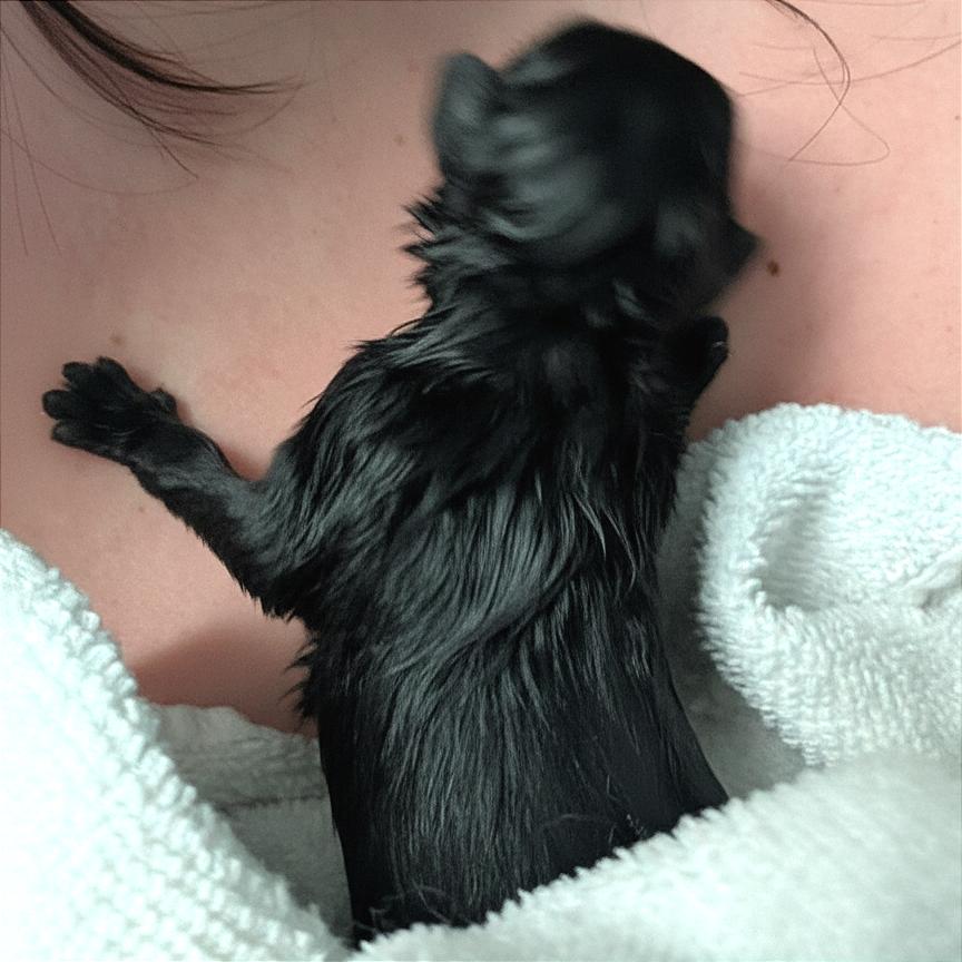 Enlarge Blossom, a Adoptable Mixed Breed in Clarksville, TN image 1/1