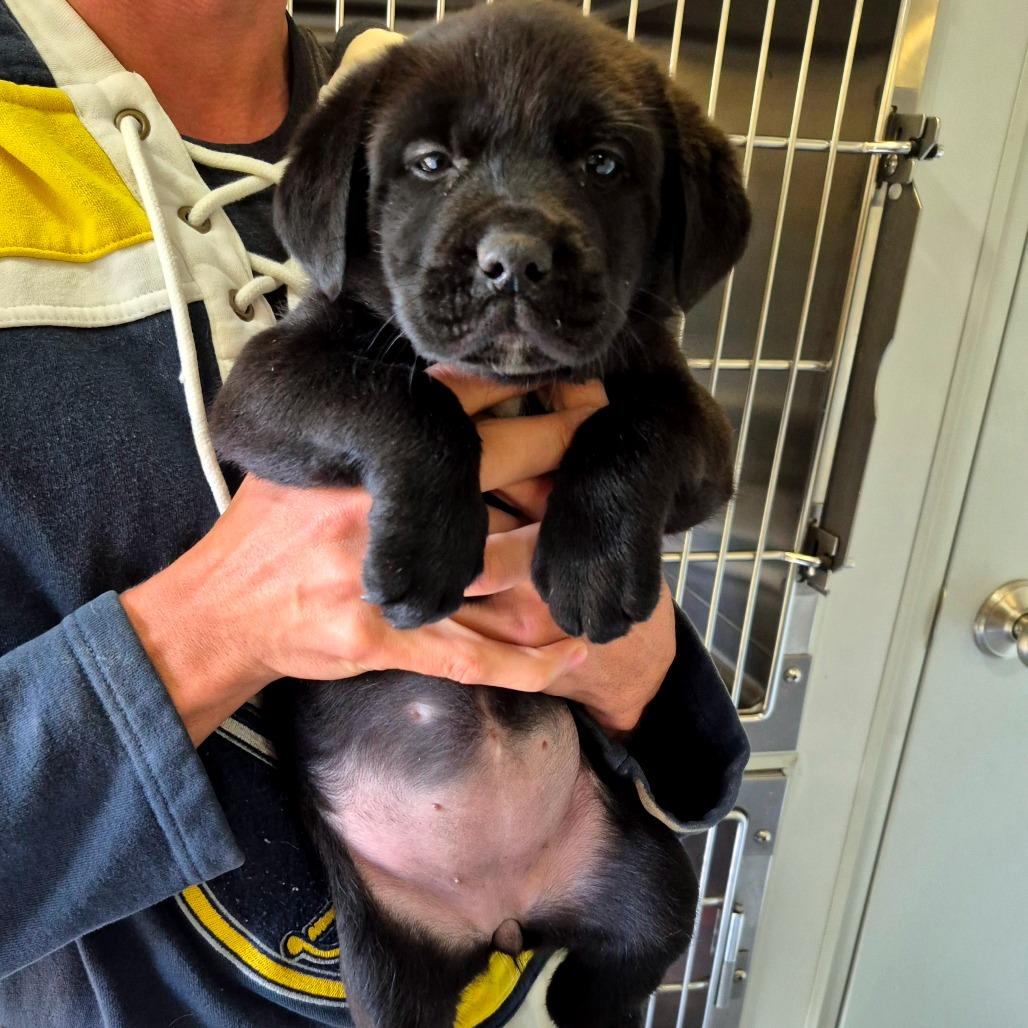 Enlarge Blossom, a Adoptable Mixed Breed in Clarksville, TN image 3/3