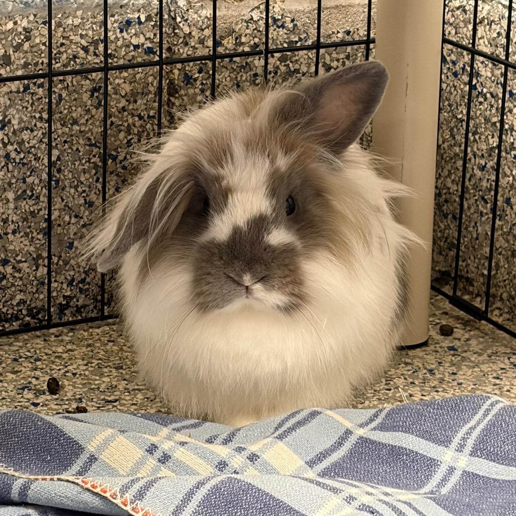 Enlarge Willow, a Adoptable American Fuzzy Lop in Mentor, OH image 1/1