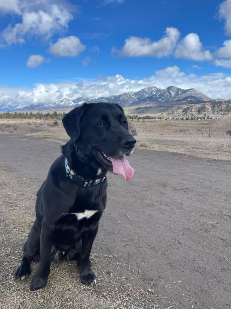 **Courtesy Listing** Franklin, ADOPTABLE, Adult Male Black Labrador Retriever.