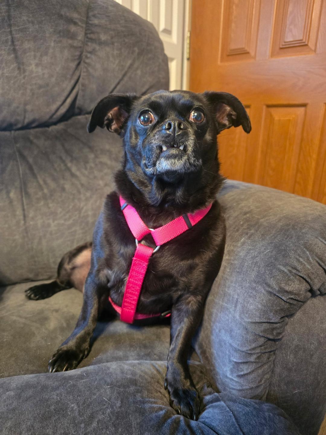 Jack & Jelly, a ADOPTABLE mixed breed in Wadsworth, OH image 3/5