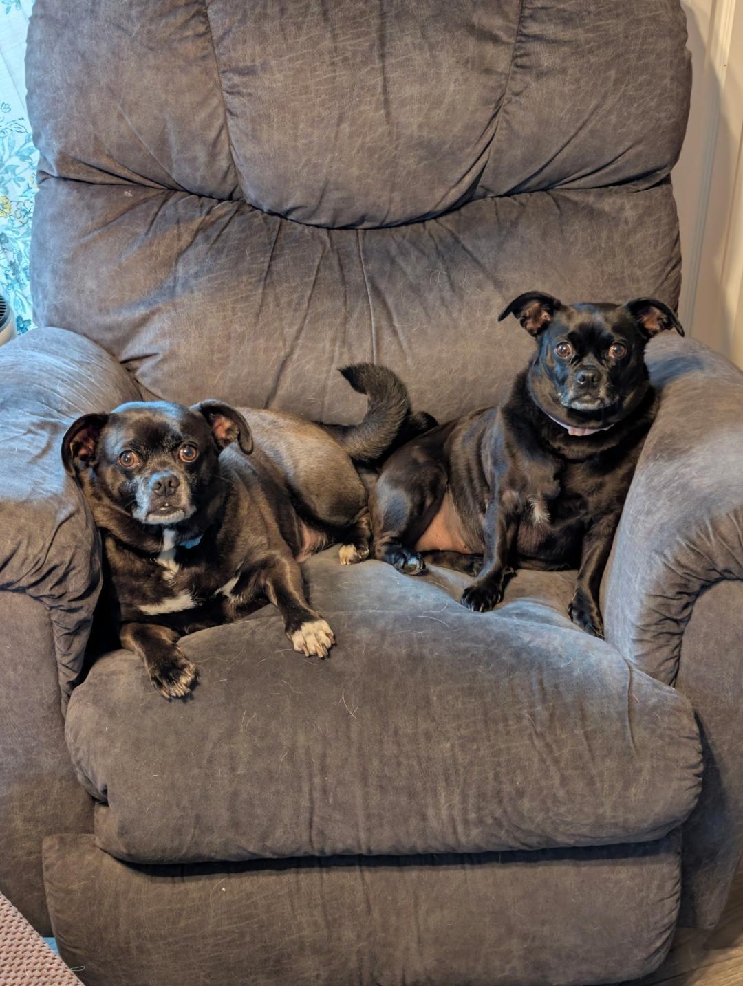 Jack & Jelly, a ADOPTABLE mixed breed in Wadsworth, OH image 1/5
