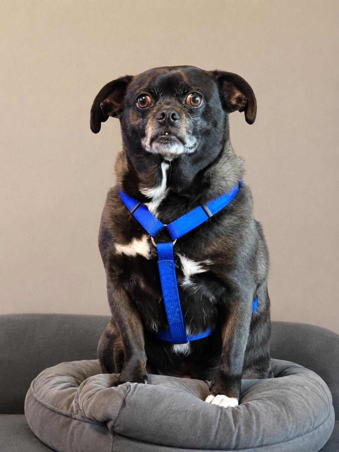 Jack & Jelly, a ADOPTABLE mixed breed in Wadsworth, OH image 2/5