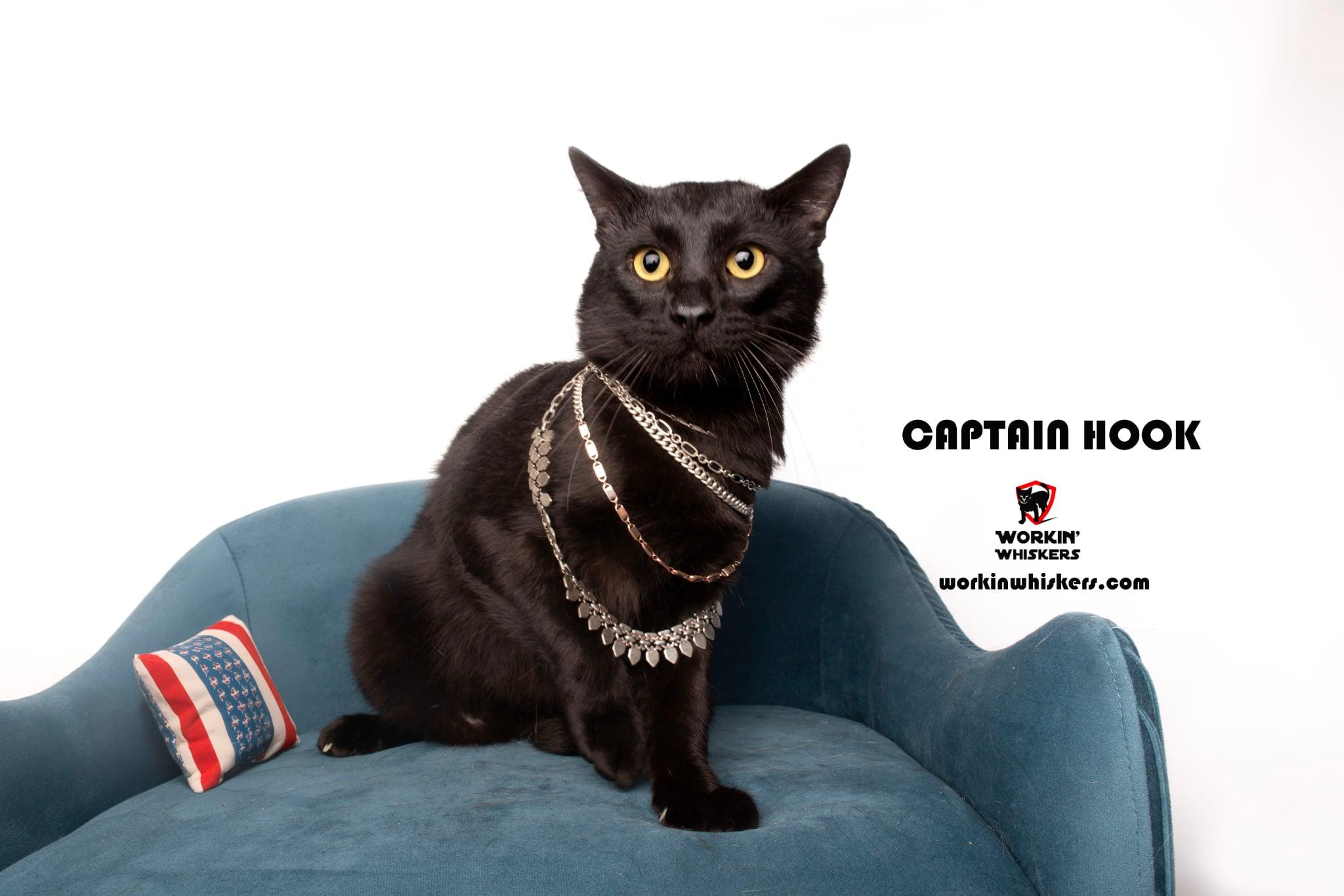 CAPTAIN HOOK, an adoptable Bombay & Domestic Short Hair Mix in Murrieta, CA_image-1