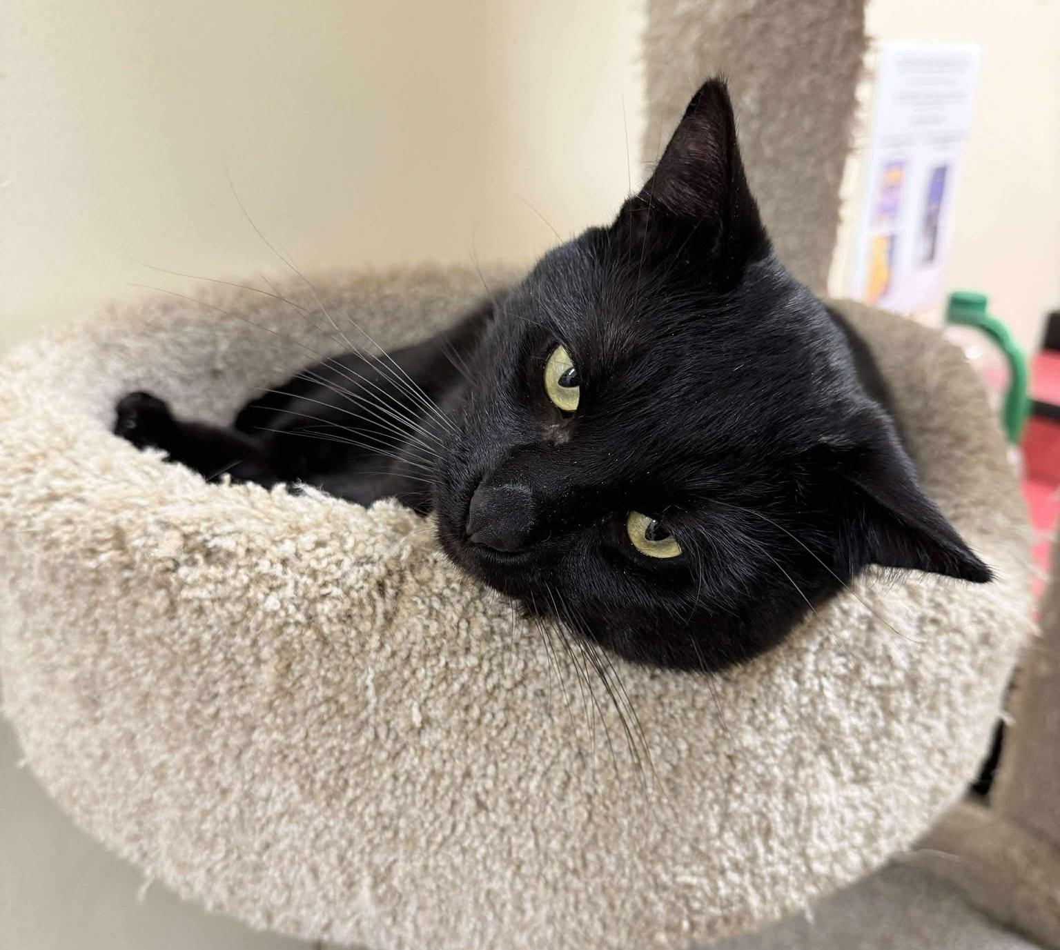 Enlarge CAPTAIN HOOK, a Adoptable mixed breed in HEMET, CA image 2/6