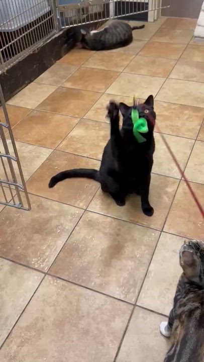 Enlarge CAPTAIN HOOK, a Adoptable mixed breed in HEMET, CA video 6/6