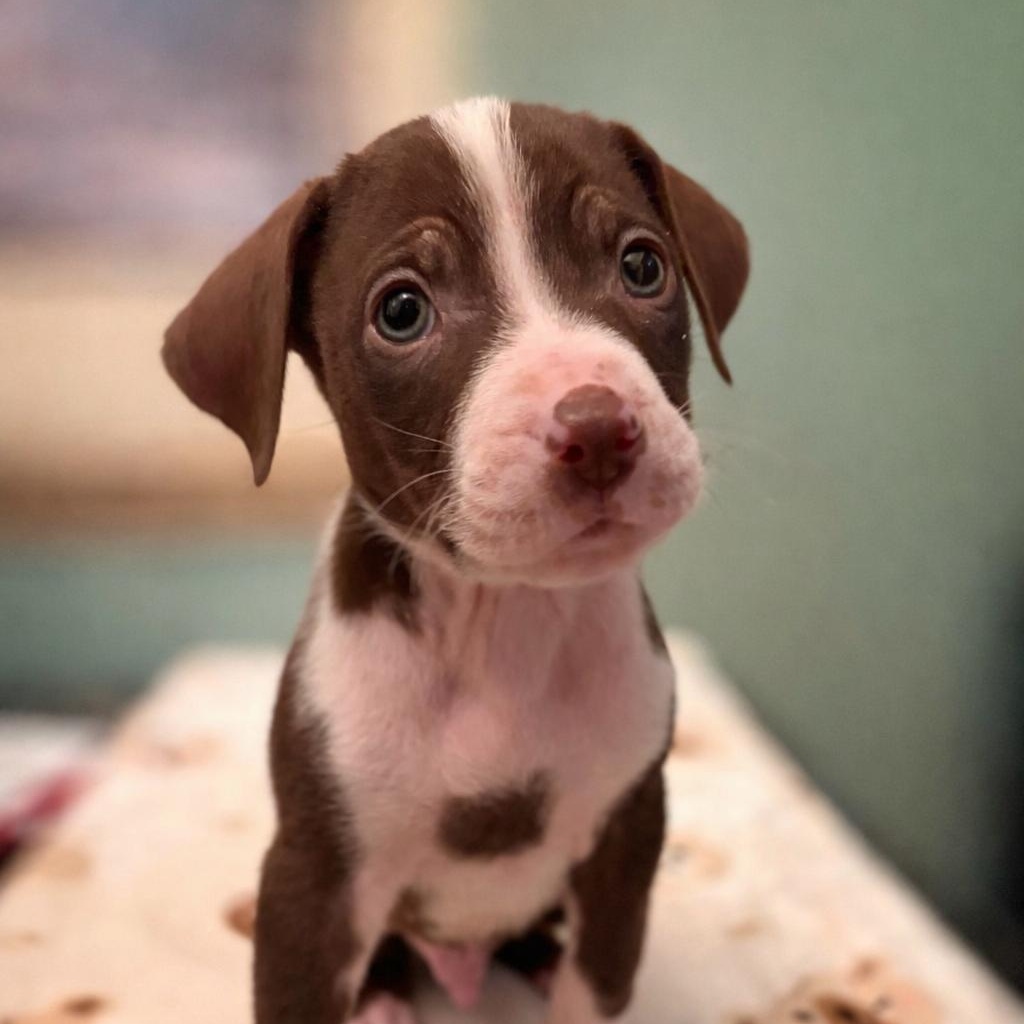 Jagger (Mick - Rick Music Legends), Adoptable, Puppy Male Mastiff & Pit Bull Terrier.